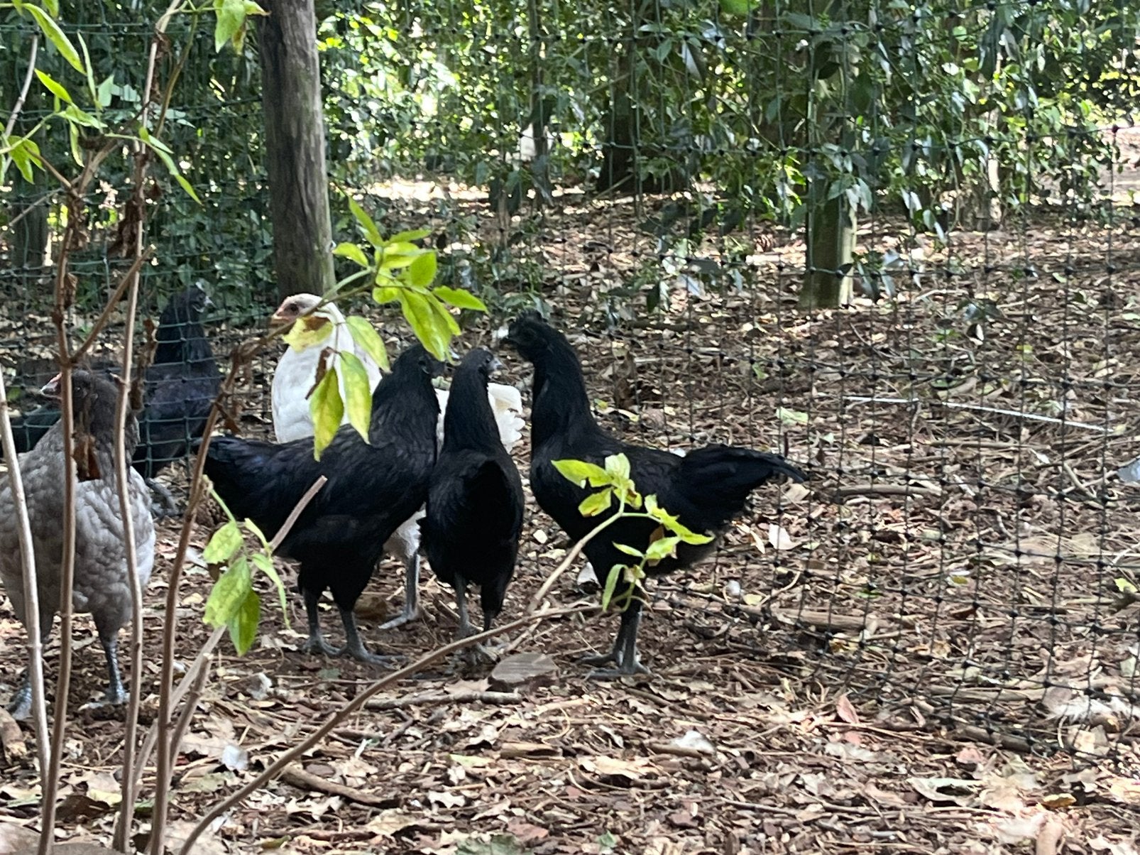 Ayam cemani kippen, Dieren en Toebehoren, Pluimvee, Meerdere dieren, Kip