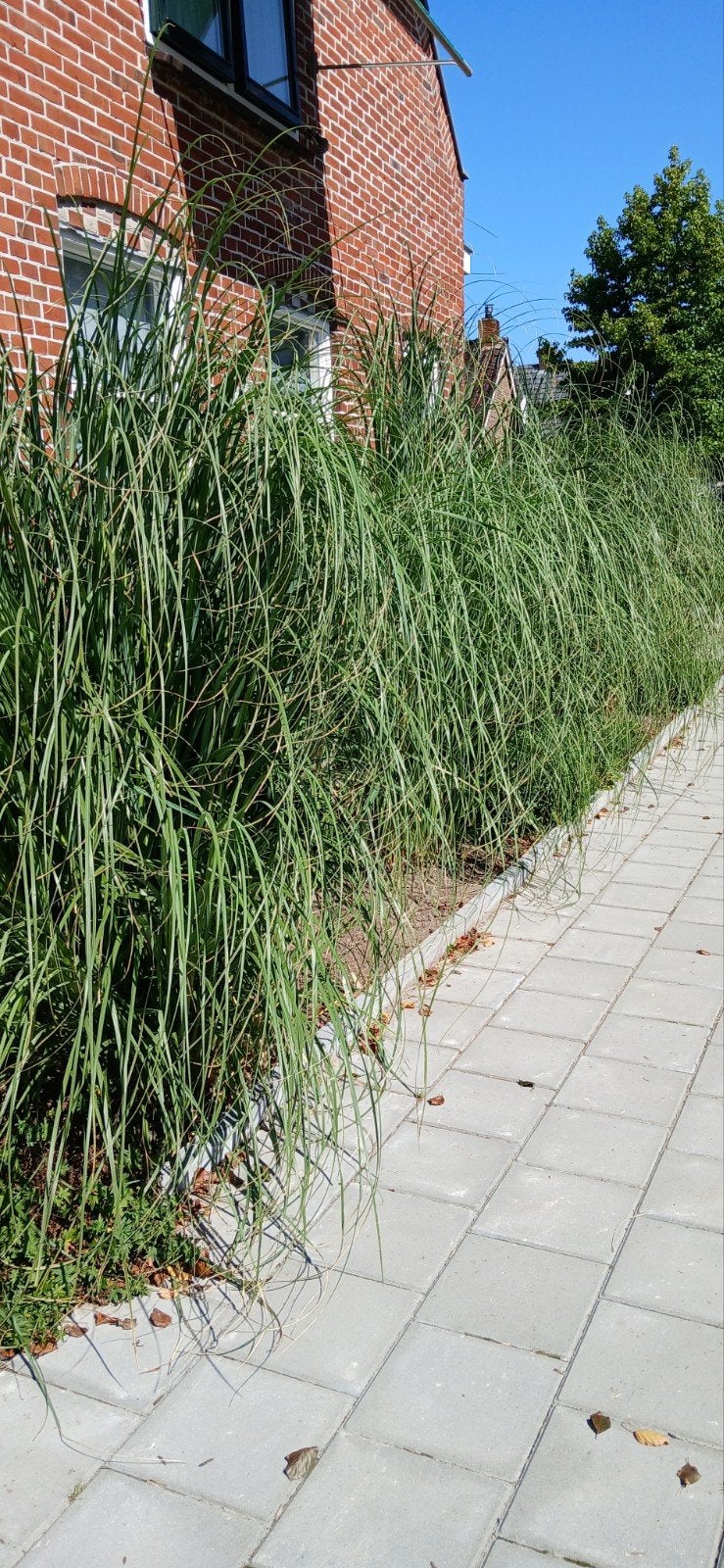 Siergras, Tuin en Terras, Ophalen, Volle zon, Overige soorten
