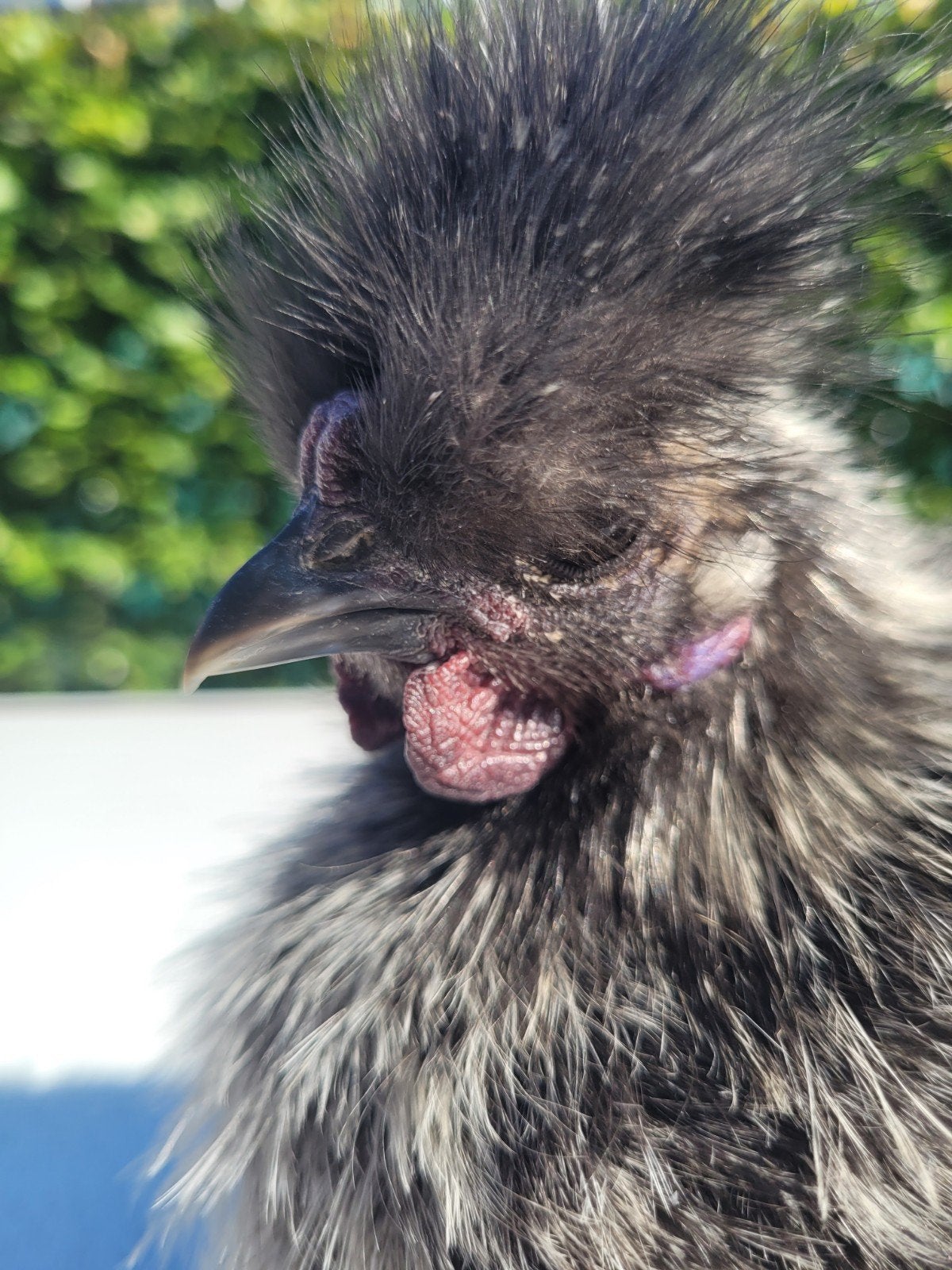 2 super lieve zijdehoen kriel kuikentjes, Dieren en Toebehoren, Pluimvee, Meerdere dieren, Kip