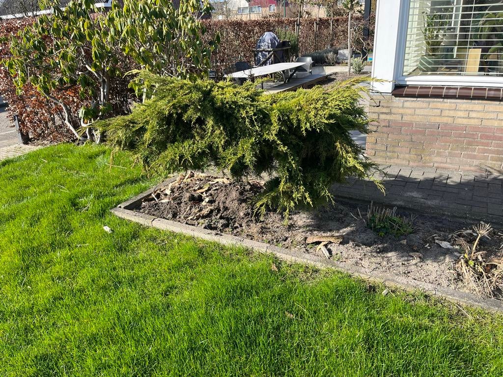 Boompje voor tuin of terras, Tuin en Terras, Ophalen, Bloeit niet, Halfschaduw, Overige soorten