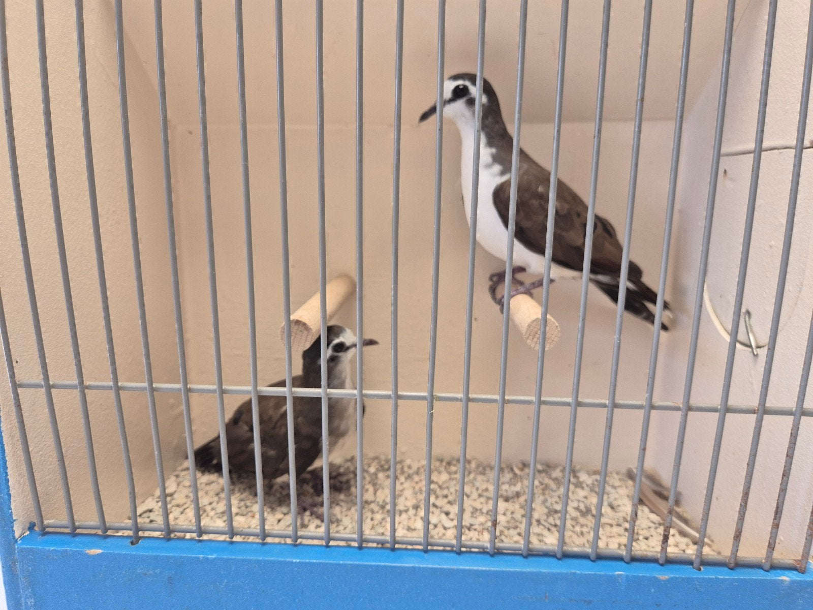 Koppels Tamboerijn duiven, Dieren en Toebehoren, Vogels | Overige Vogels, Meerdere dieren