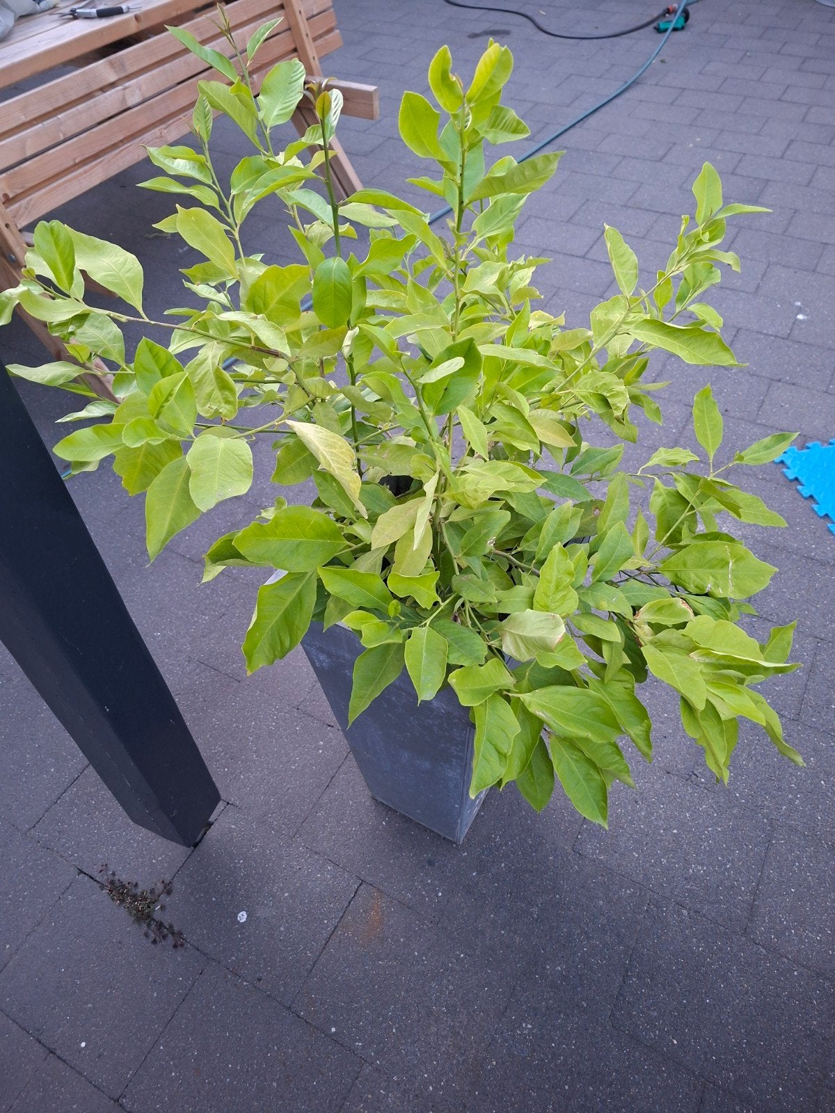 cittoenplant 70x70 cm 115 hoog met pot., Ophalen, Minder dan 100 cm, Overige soorten, Zomer