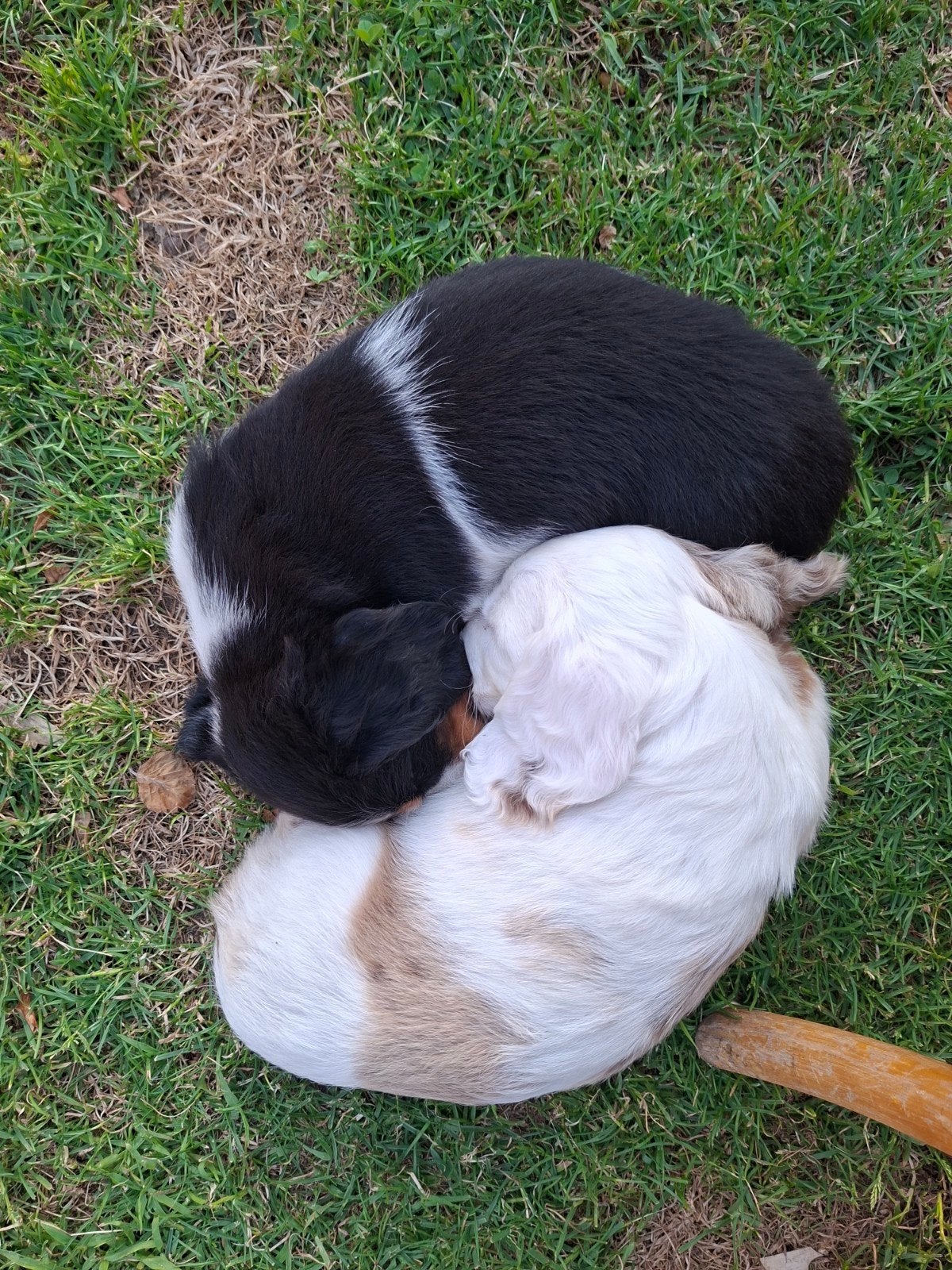 Bonte Teckelpup alleen nog 1 reutje ter beschikking, Standaard, 8 tot 15 weken, Langhaar, Parvo