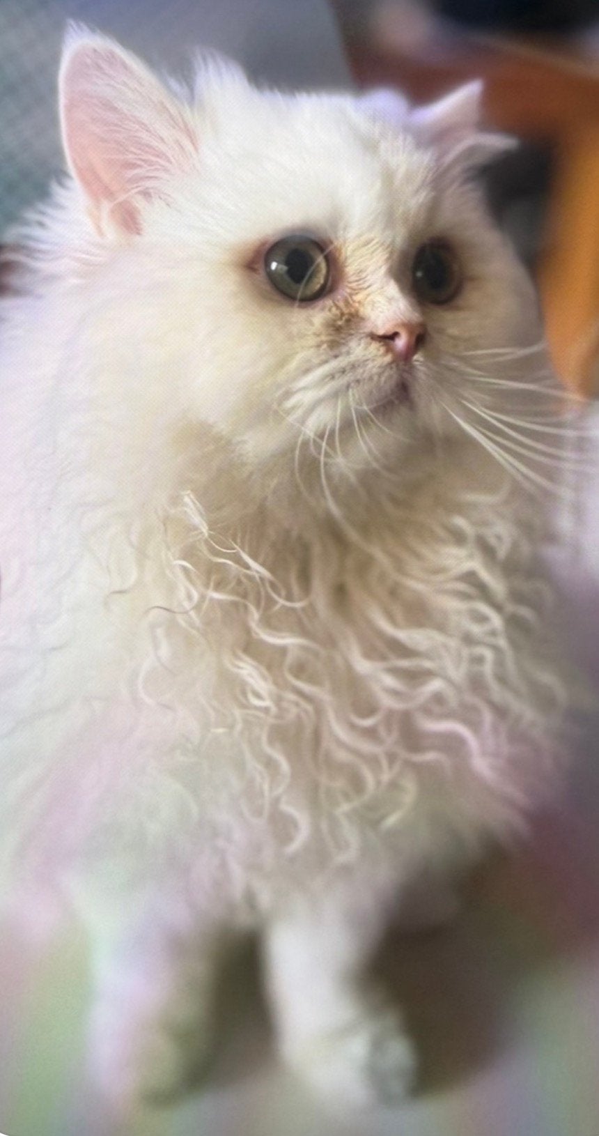 Brits Langhaar -Perzisch poes niet gesteriliseerd, Dieren en Toebehoren, Poes, Gechipt, 0 tot 2 jaar