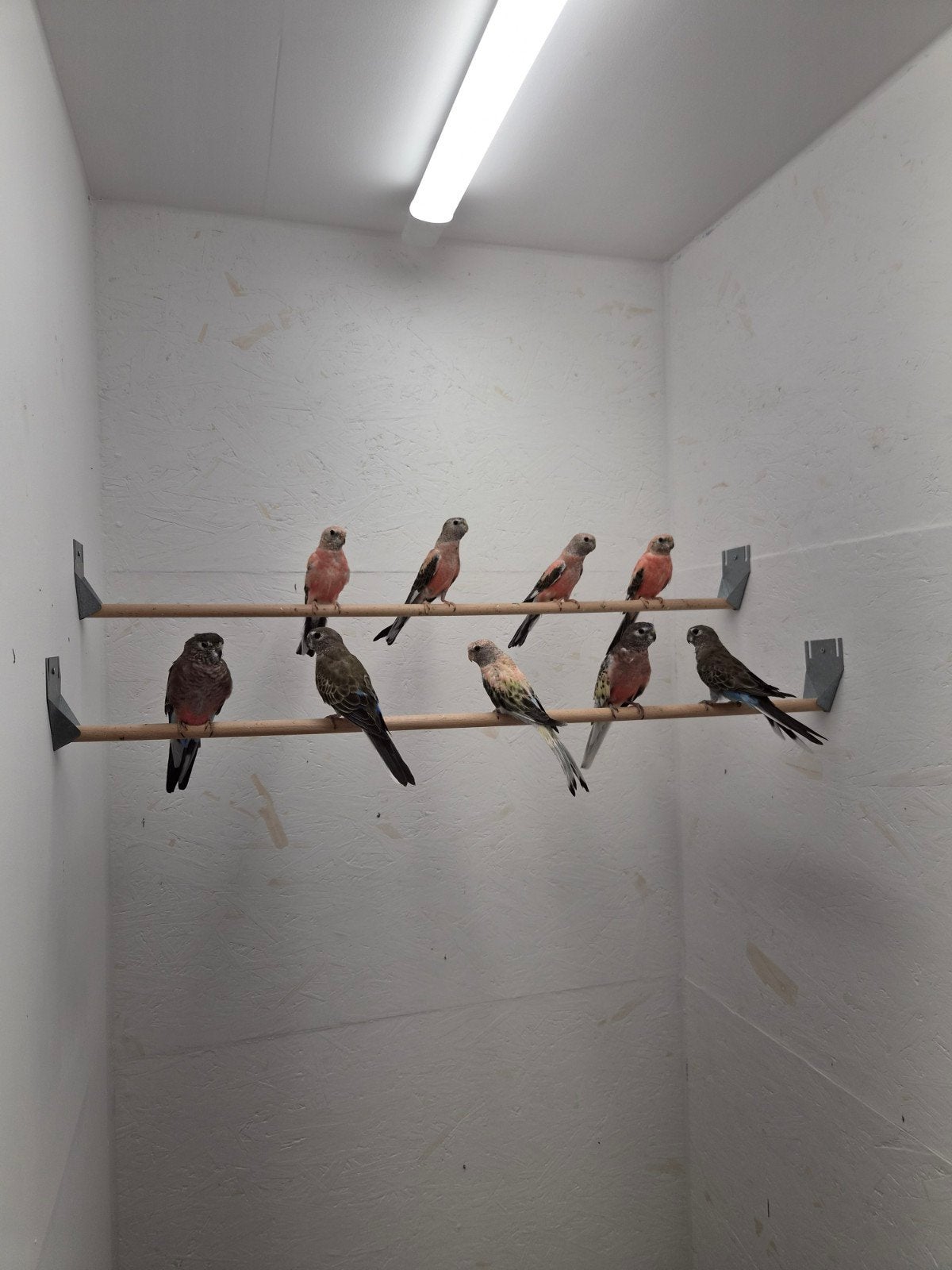 bourkes, Dieren en Toebehoren, Meerdere dieren