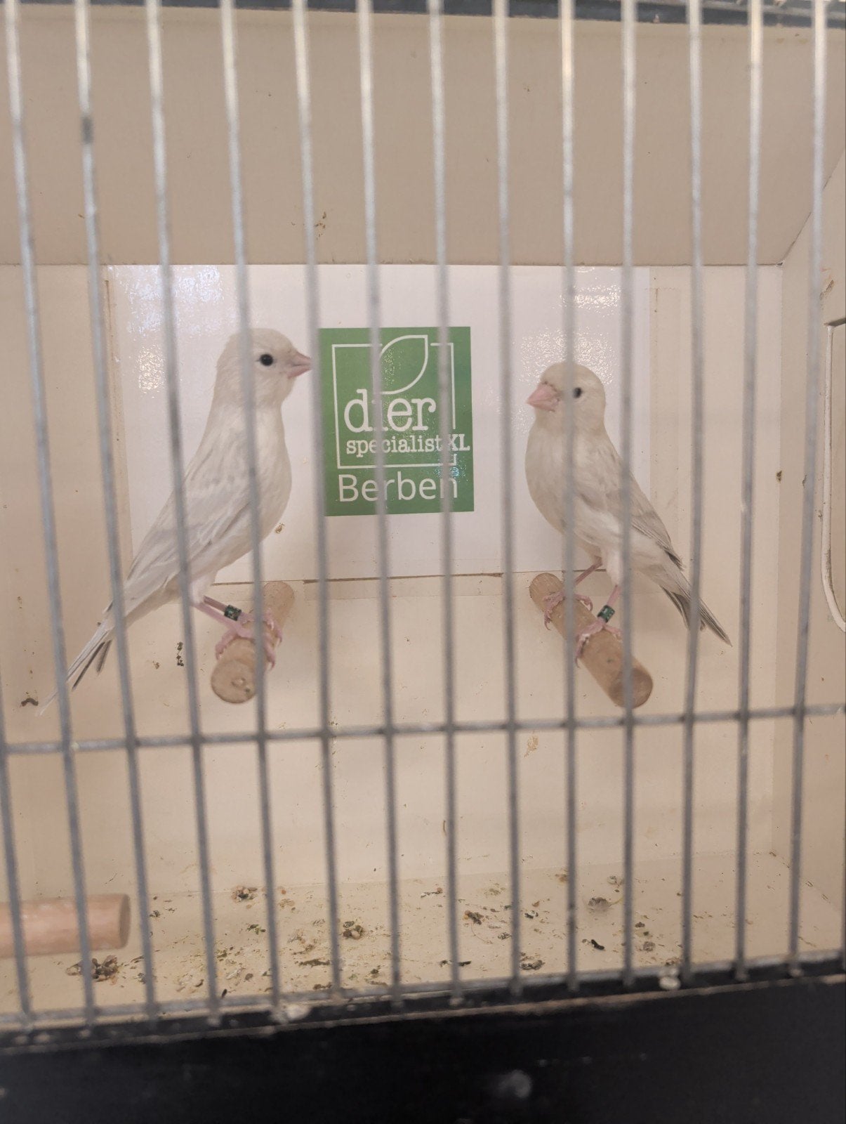 Jonge kanaries zilver agaat, Meerdere dieren