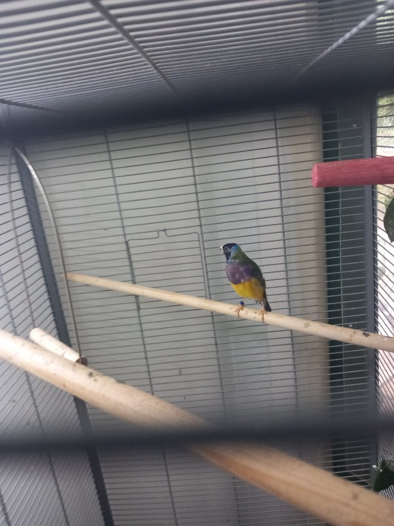 gould amedine   man, Dieren en Toebehoren, Mannelijk
