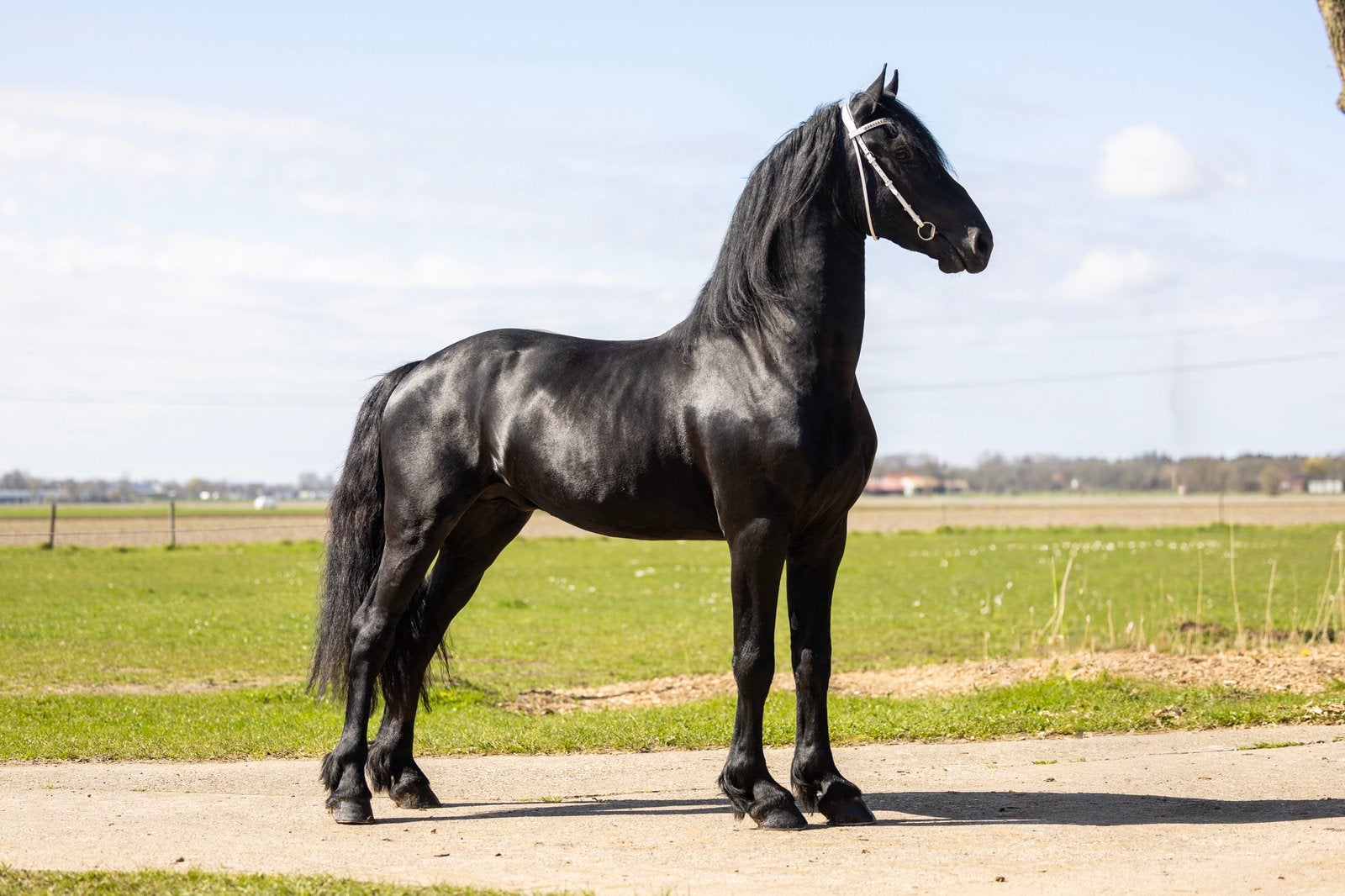 3 jarige Friese hengst te koop, Merrie, 160 tot 165 cm, Dressuurpaard, 3 tot 6 jaar