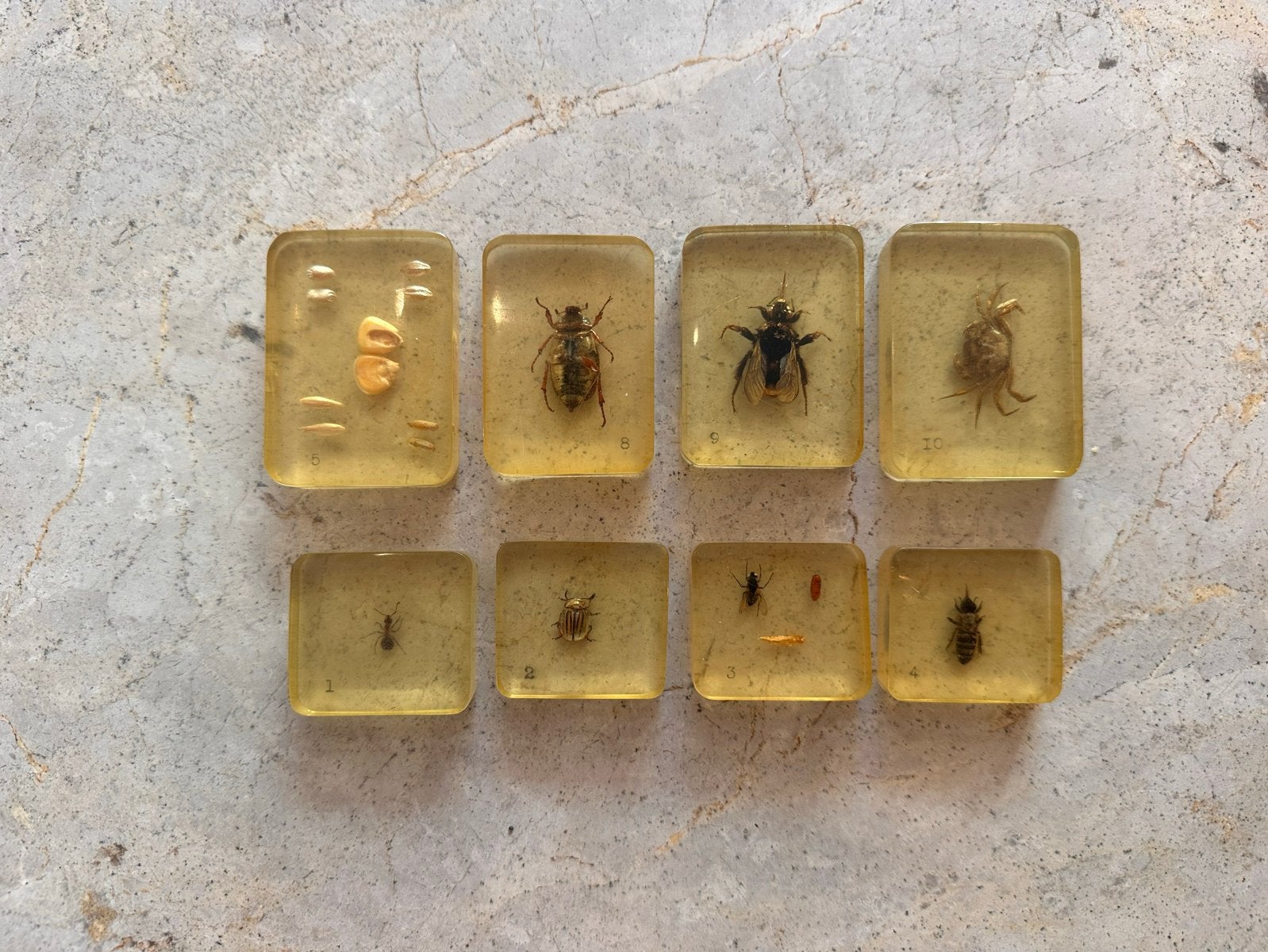 Vintage collectie: 8 transparante blokjes met specimens, Ophalen of Verzenden, Gebruikt