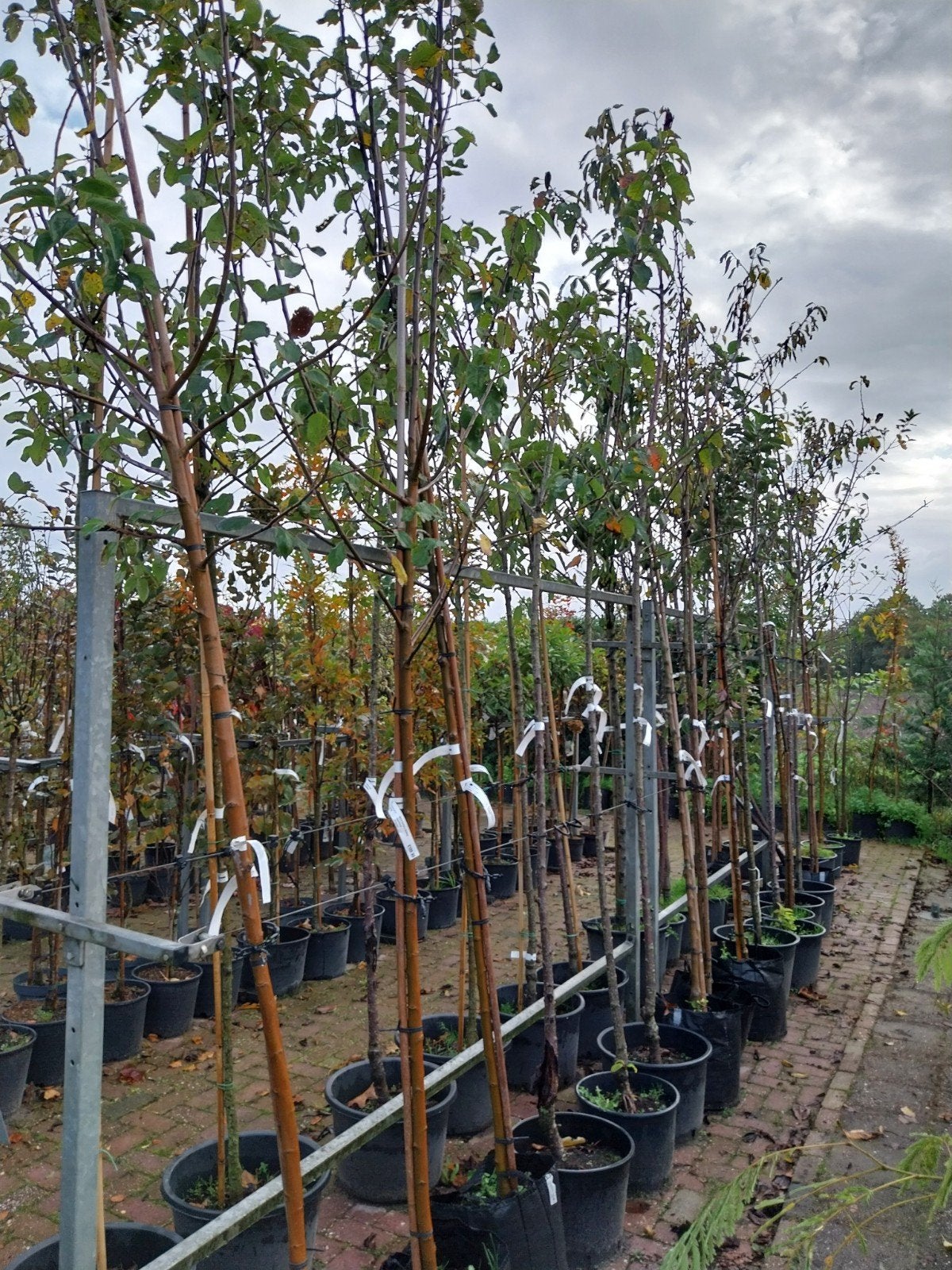 Hoogstam fruitbomen: appels, peren, pruimen, kersen, Tuin en Terras, Ophalen, Lente, In pot, Appelboom