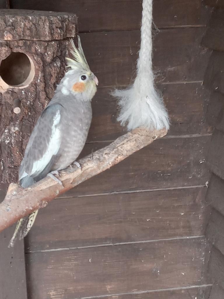 Jonge valkparkieten te koop. 1 lutino   1 wildkleur pop, Dieren en Toebehoren, Vogels | Parkieten en Papegaaien, Meerdere dieren