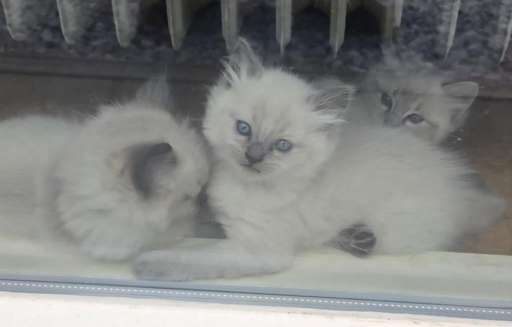 2 prachtige ragdoll kittens, Dieren en Toebehoren, Katten en Kittens | Raskatten | Langhaar, Meerdere dieren, Gechipt, 0 tot 2 jaar