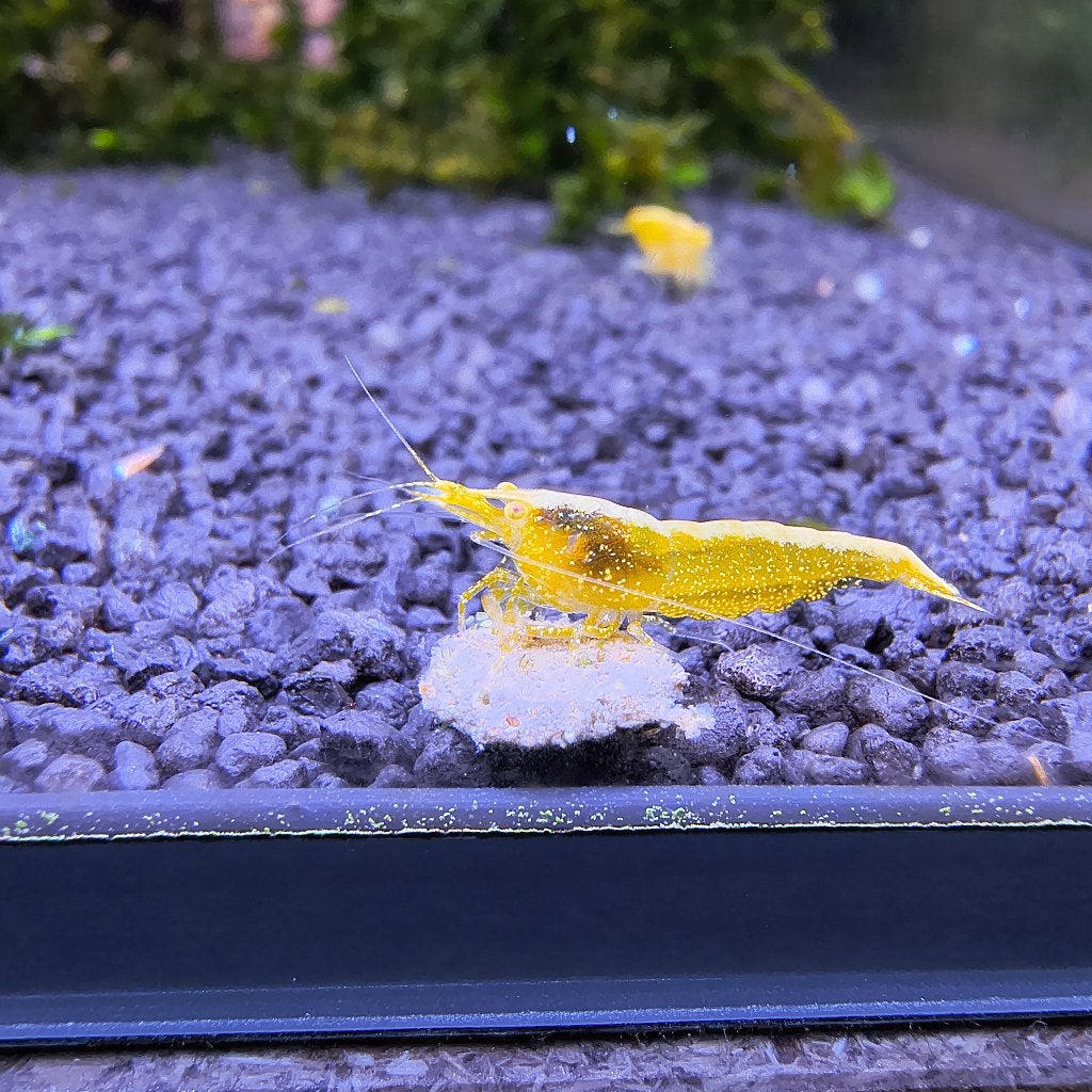 Yellow Backline Golden Eye, Dieren en Toebehoren, Vissen | Aquariumvissen, Kreeft, Krab of Garnaal, Zoetwatervis
