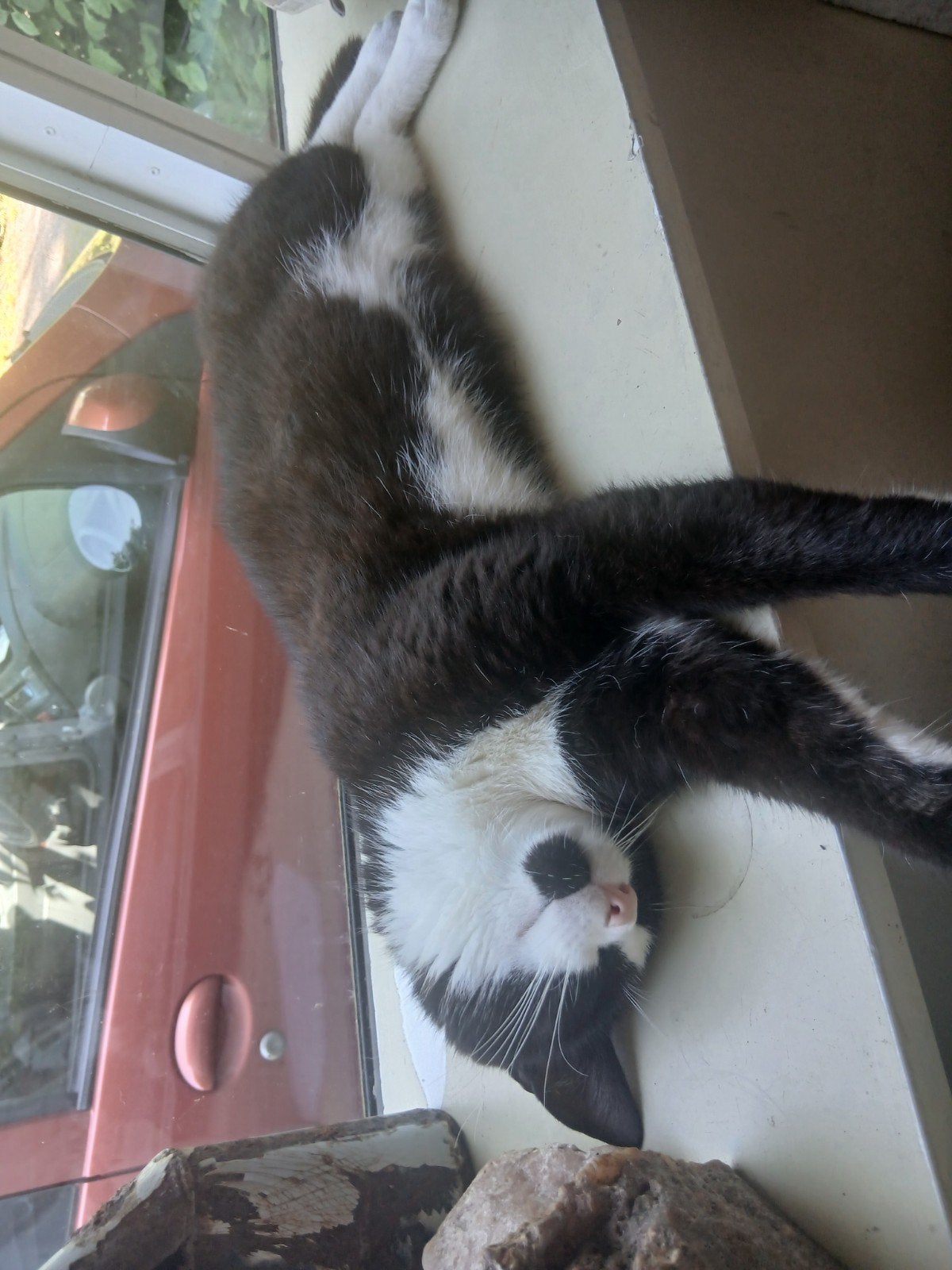 lieve huiskat Renn zoekt een warn huisje, Dieren en Toebehoren, Kater, Kortharig, 0 tot 2 jaar