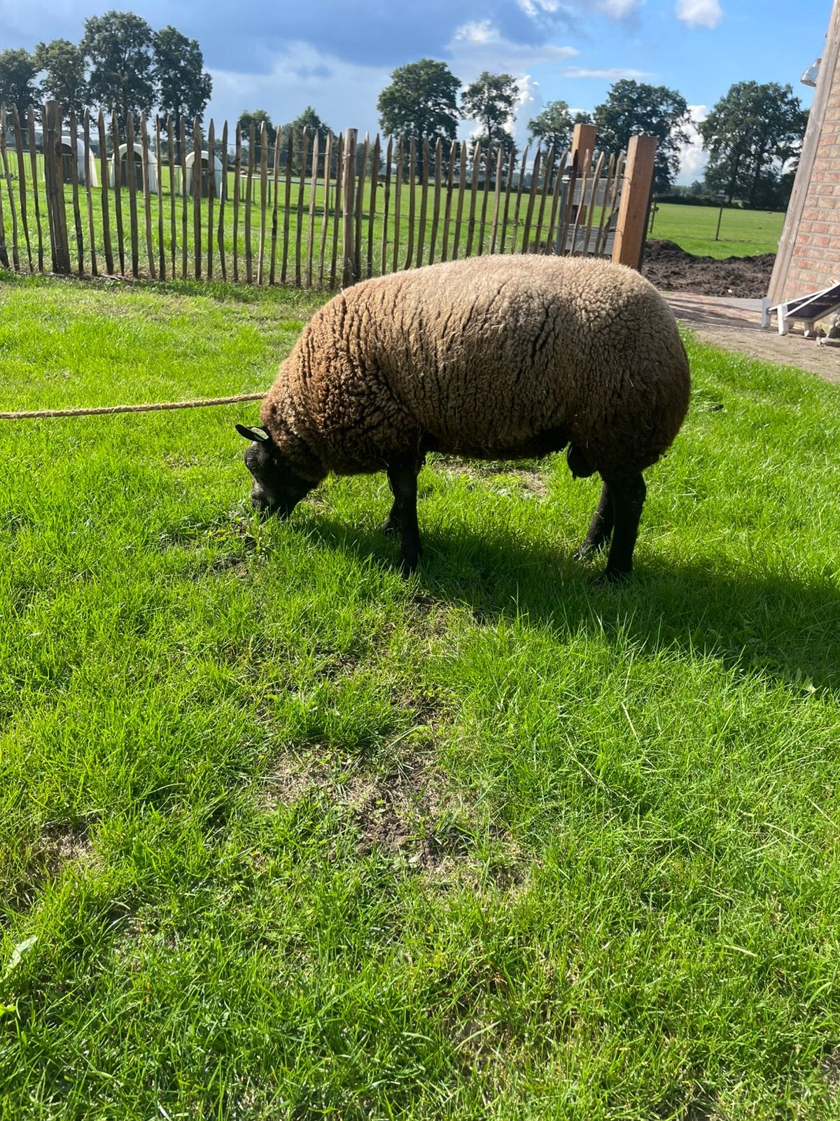 Blauwe texelaar, Mannelijk, Schaap