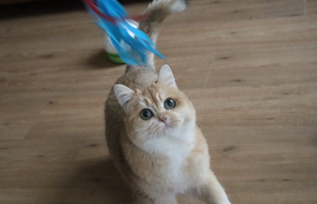 Gouden BKH poes, Dieren en Toebehoren, Poes, Gechipt, 3 tot 5 jaar