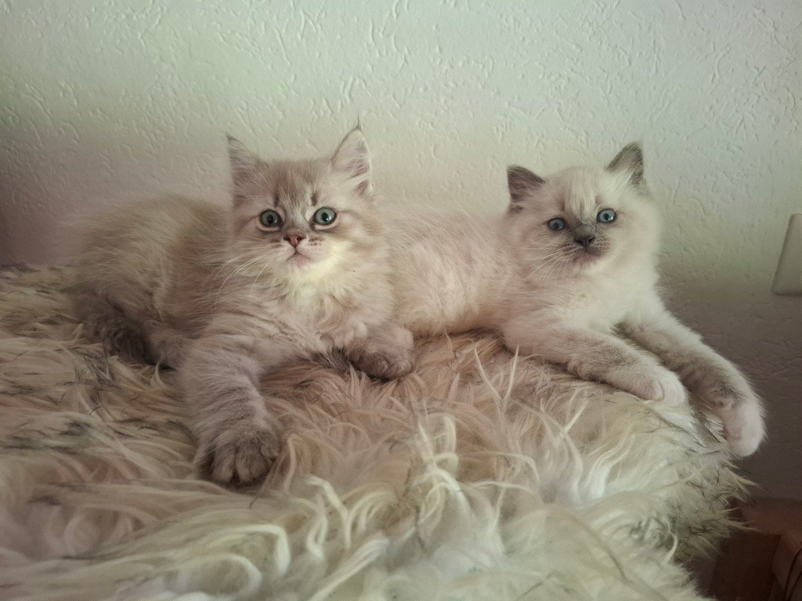 Ragdoll kittens 2 katertjes, Kater, Ontwormd, 0 tot 2 jaar