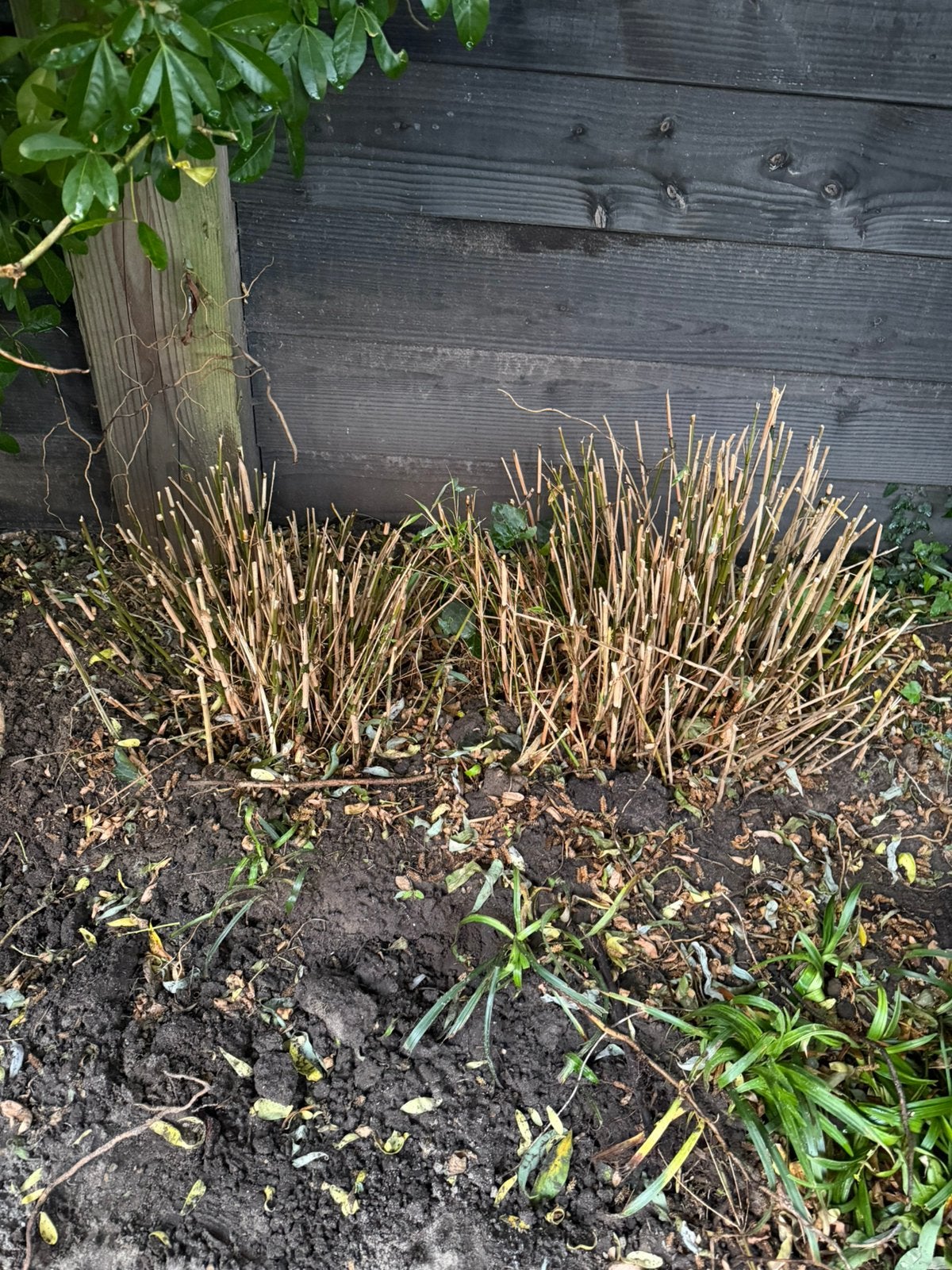 5 tuinplanten, Vaste plant, Halfschaduw, Lente, Ophalen