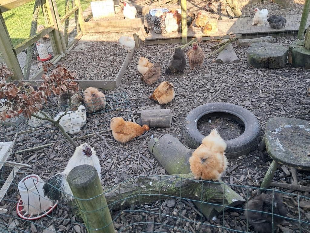 Zijdehoen kriel hen kuikens, Vrouwelijk, Kip