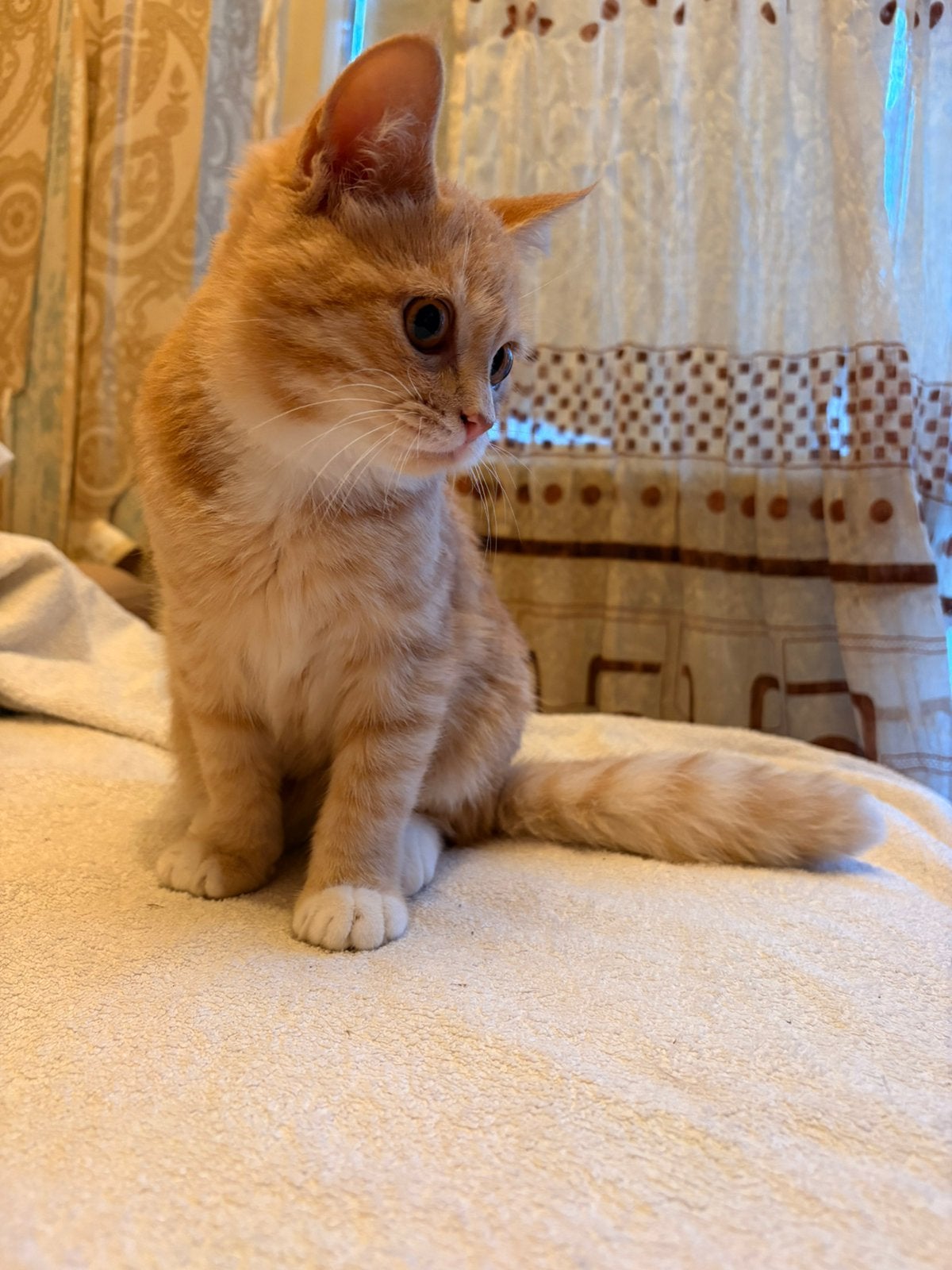 Kittens mogen weg (5 maanden oud)