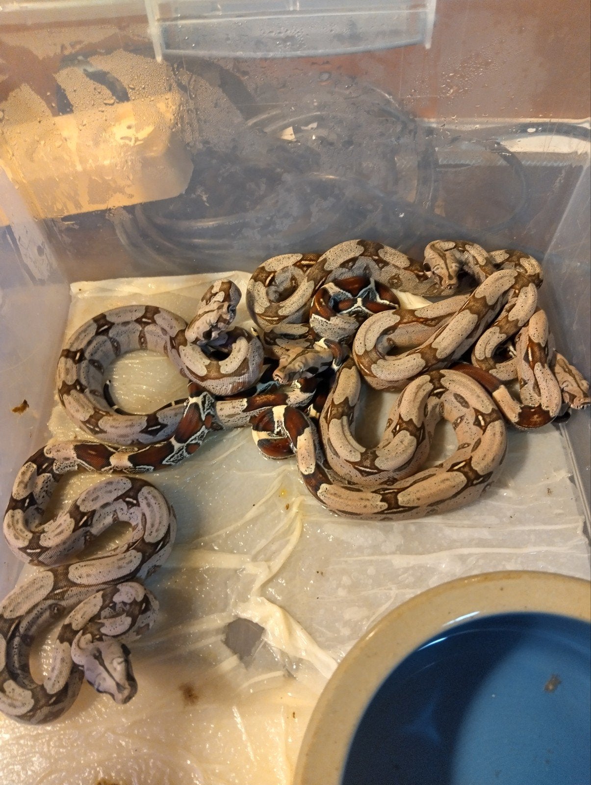 boa constrictor constrictor Frans Guyana aangeboden Boa Constrictor - female for sale from Ed