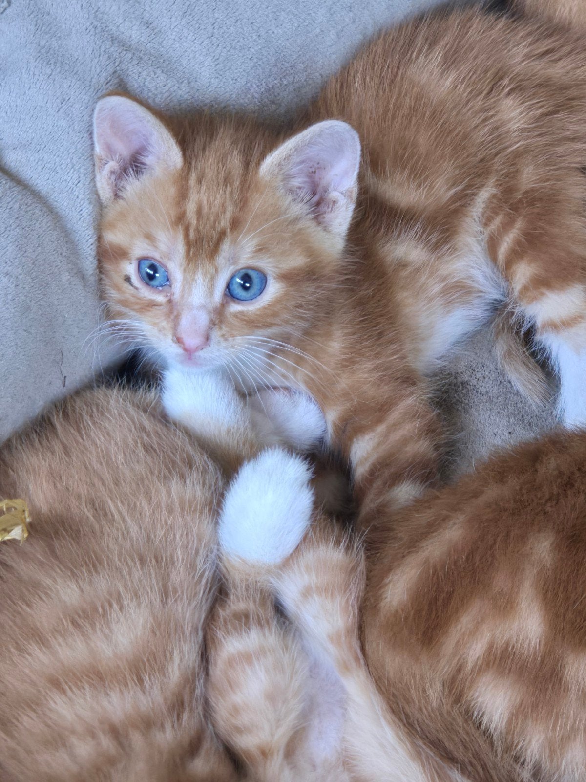 Nog 2 rode boerderij kater kittens beschikbaar, Dieren en Toebehoren, Katten en Kittens | Raskatten | Langhaar, Meerdere dieren