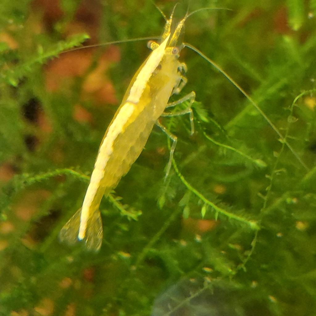 Mooie gele garnalen  1 tot 1,5 cm, Dieren en Toebehoren, Kreeft, Krab of Garnaal