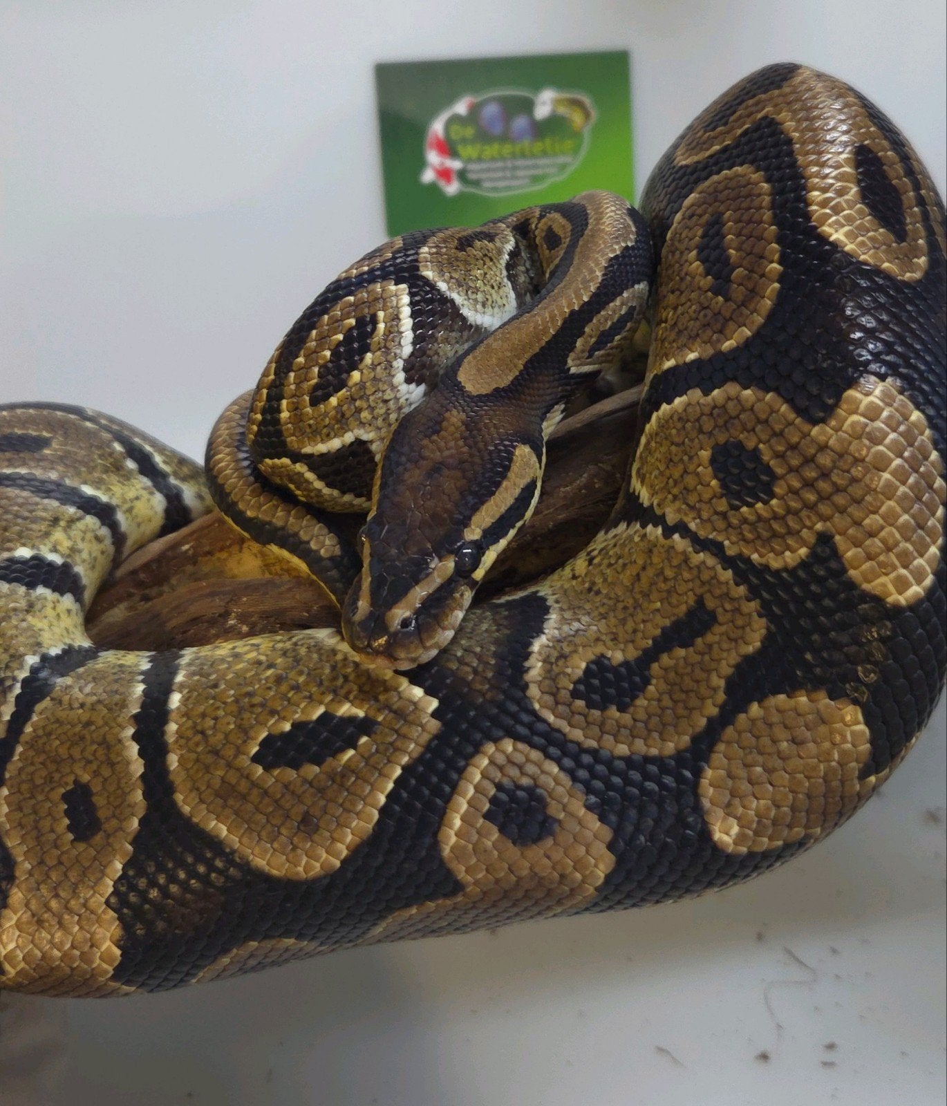 Konings Python Ball Python - unknown for sale from De Waterlelie BV