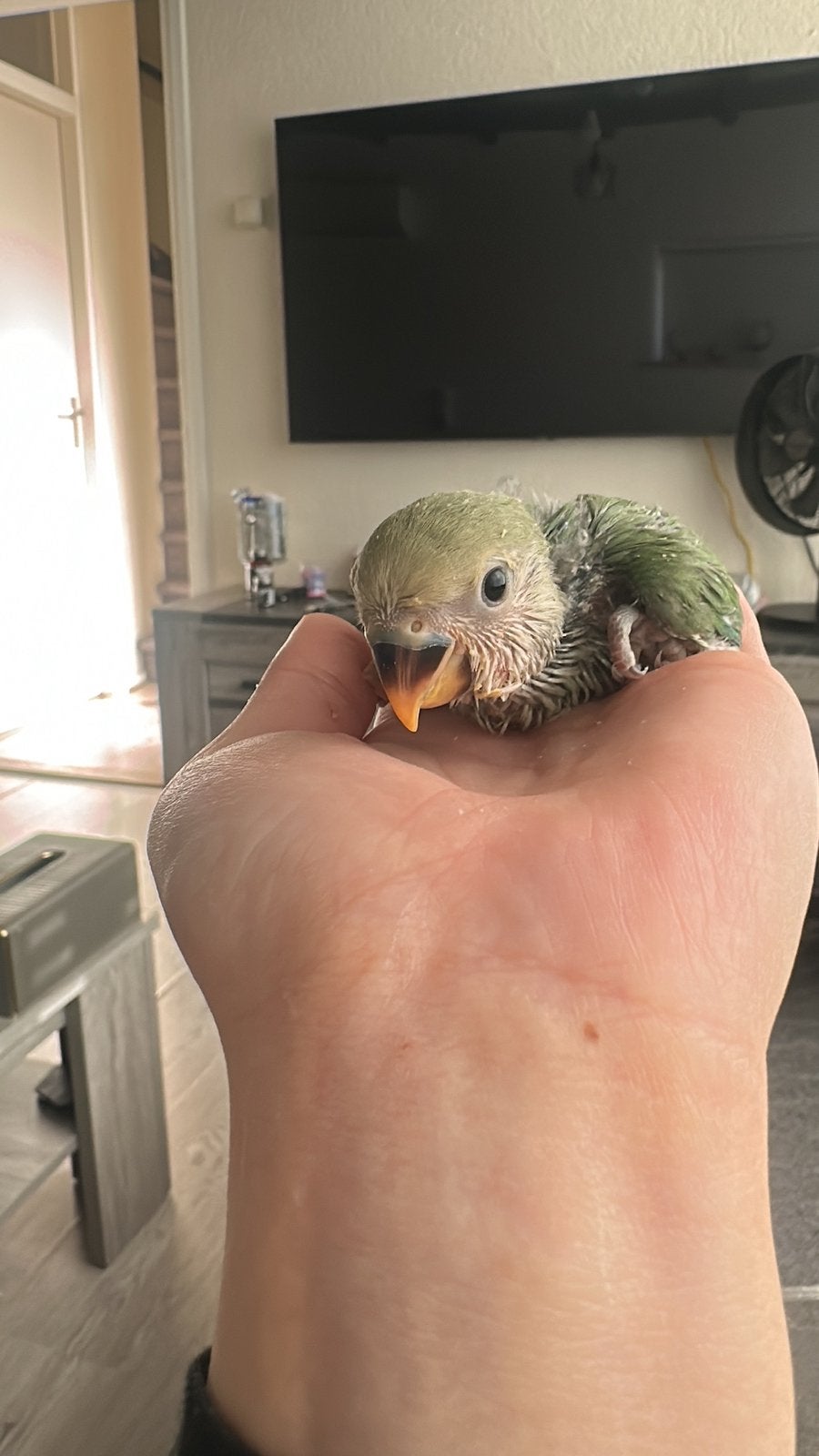 🦜 Lieve tamme jonge Agapornis te reserveren!, Geslacht onbekend, Dwergpapegaai of Agapornis, Tam