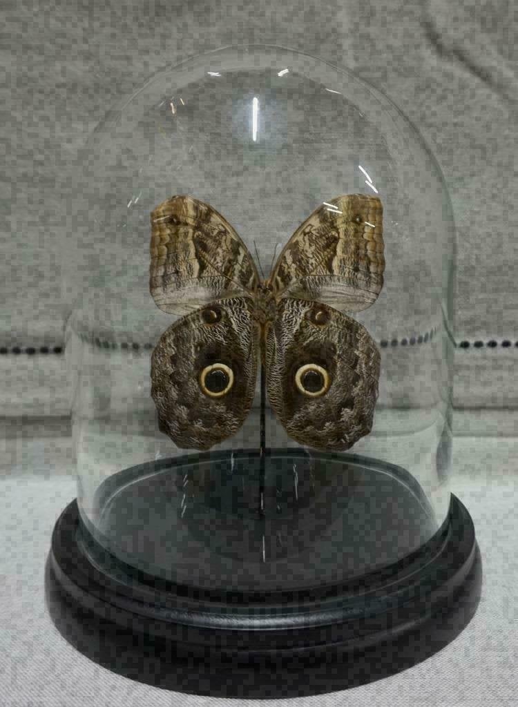 ACTIE > Vlinder in Stolp papilio blumei/ulysses of Caligo vl, Verzamelen, Dierenverzamelingen, Ophalen of Verzenden, Nieuw, Insect