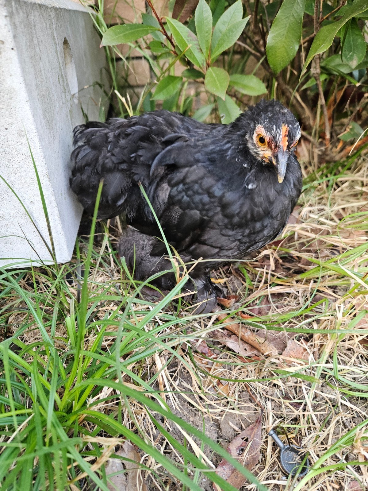 Supertam, gered Cochinhaantje (7-8weken) zoekt nieuw huis, Mannelijk, Kip