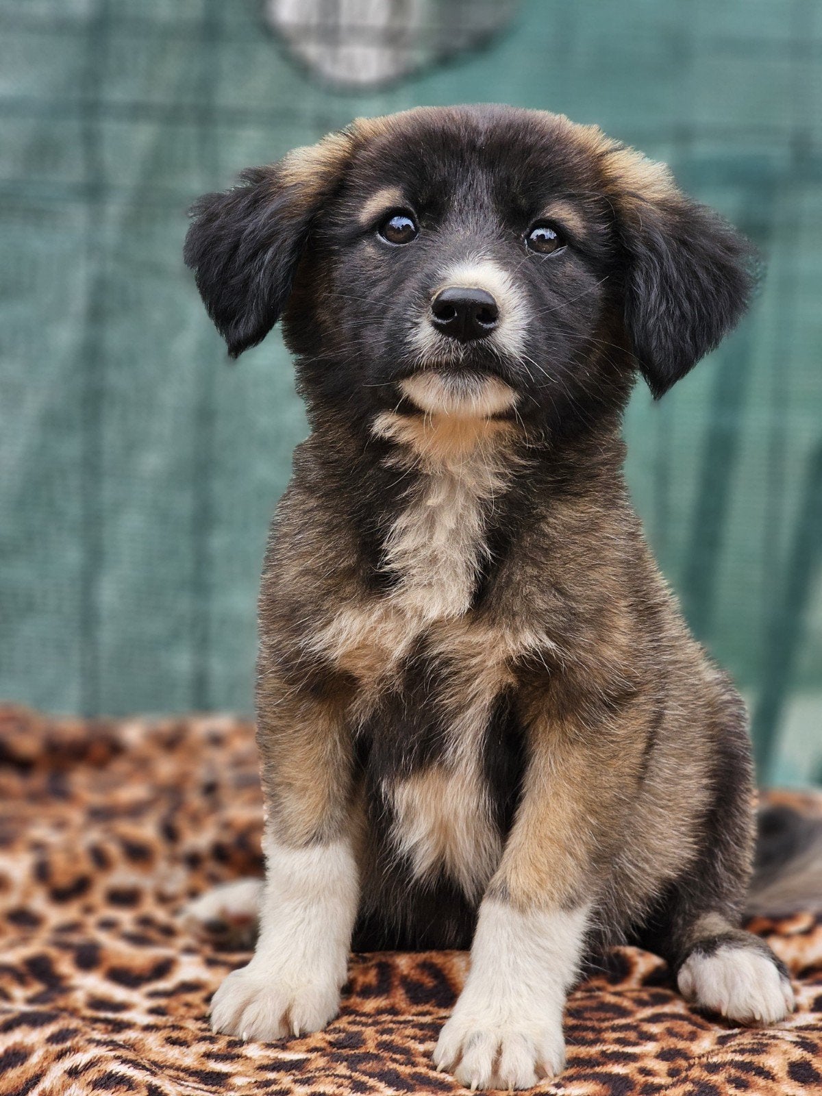 Pup Brisa zoekt een baasje, Dieren en Toebehoren, Honden | Niet-rashonden, 15 weken tot 1 jaar, Handelaar, Buitenland, Teef