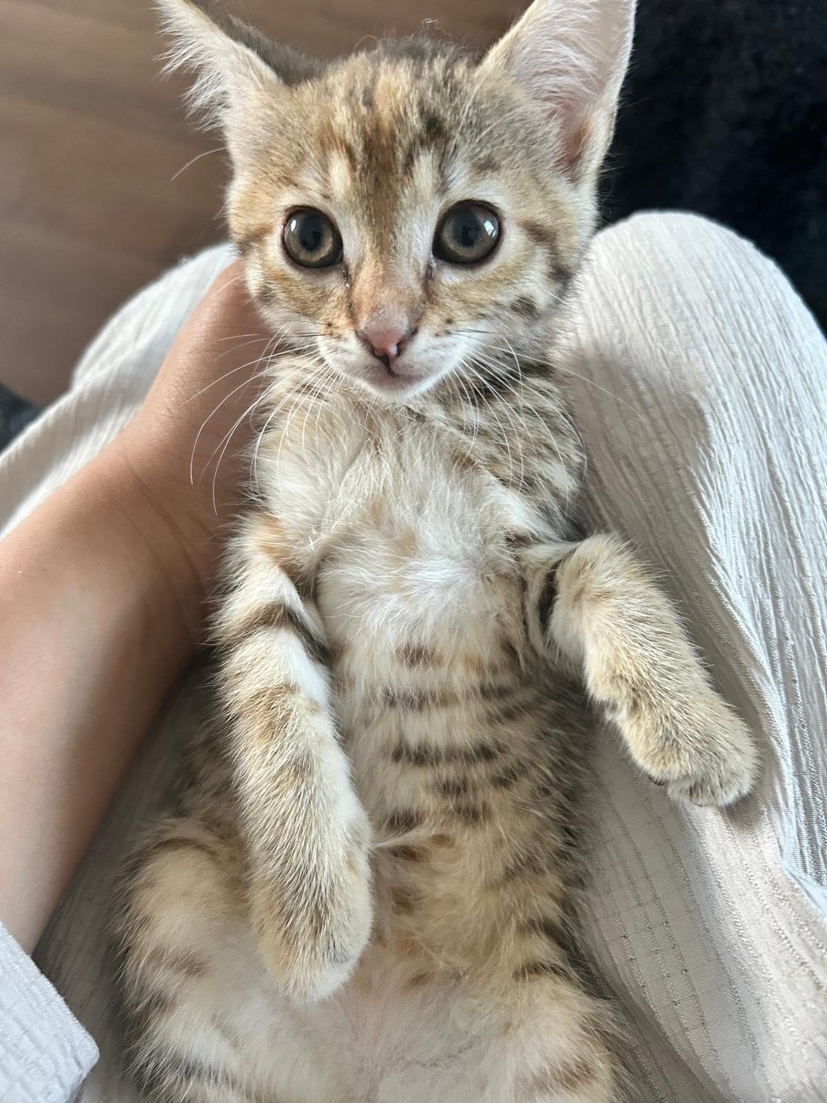 Kittens tekoop
