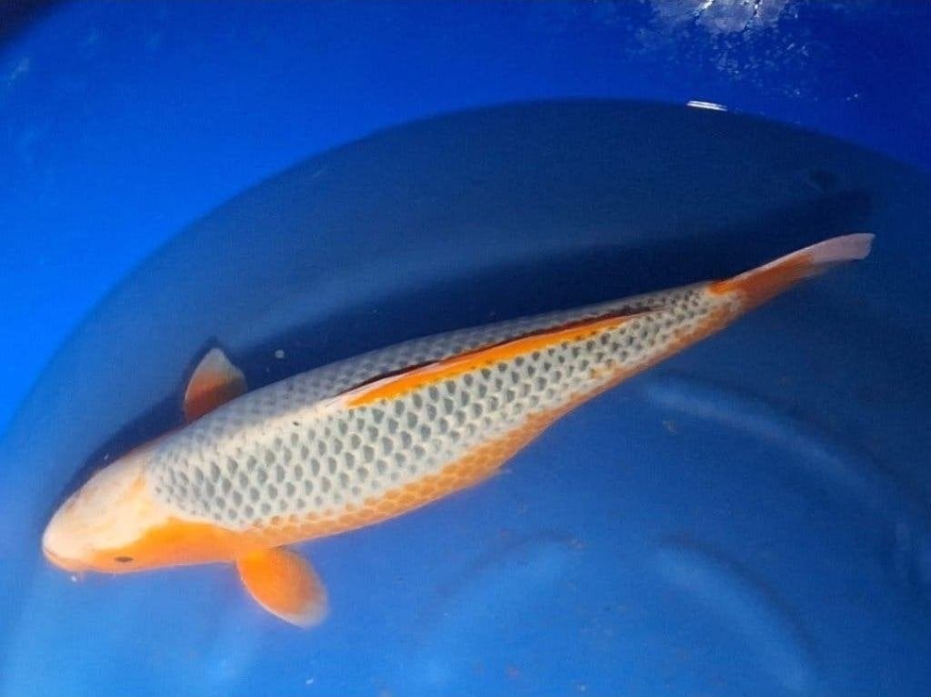 7 Knappe japanse koi karpers ( vlakbij holland koishow ), Karper of Koi