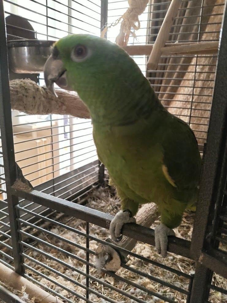Schitterende Geelnek Amazone "Nona" (6 jaar), Dieren en Toebehoren, Vogels | Parkieten en Papegaaien, Vrouwelijk, Papegaai, Pratend