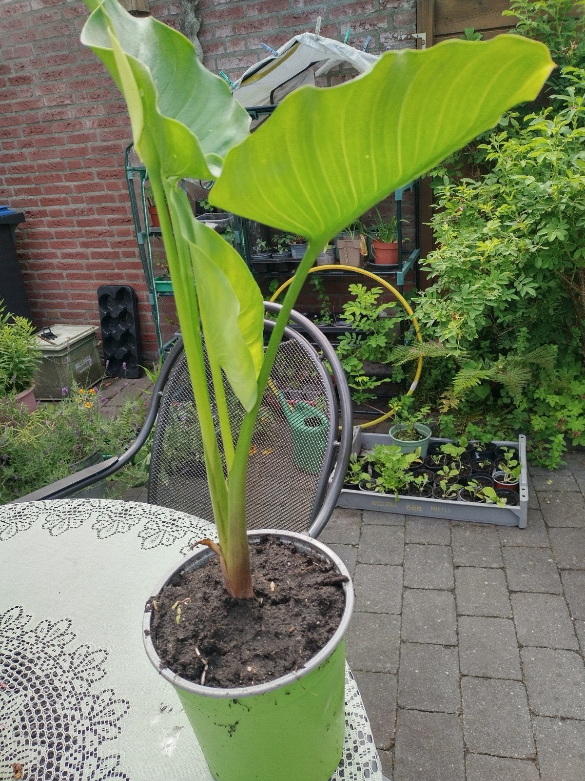 Witte aronskelk vaste plant, Overige soorten, Minder dan 100 cm, Zomer, Ophalen