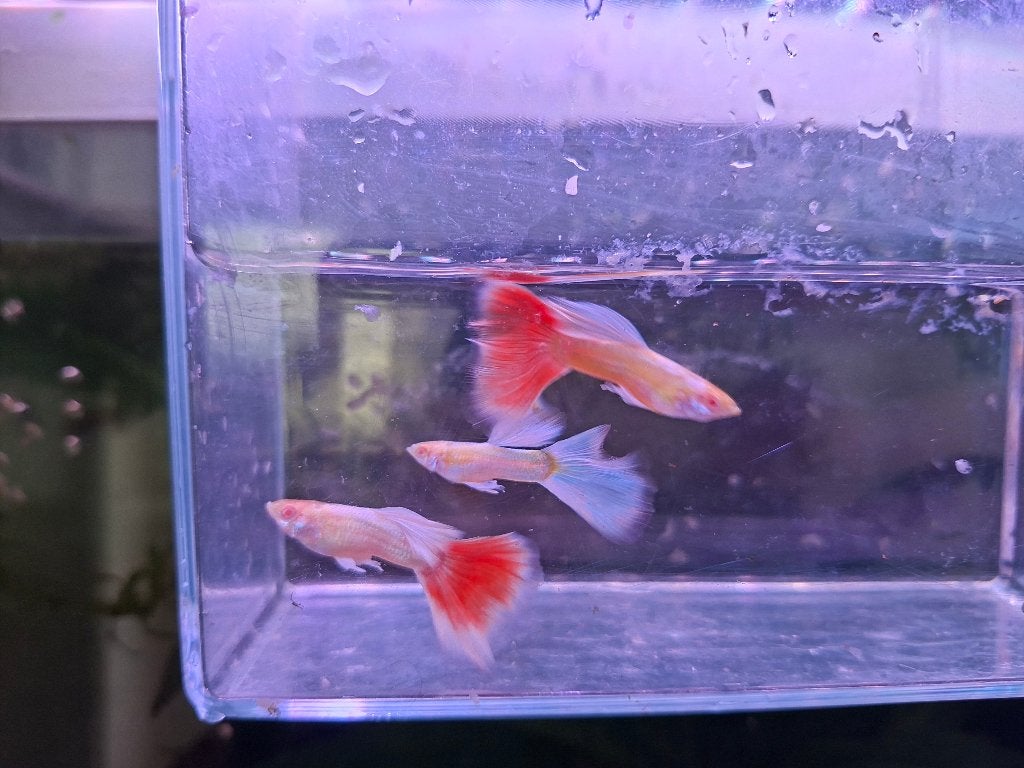 Prachtige albino platina guppen, Dieren en Toebehoren, Vissen | Aquariumvissen, Zoetwatervis, Vis