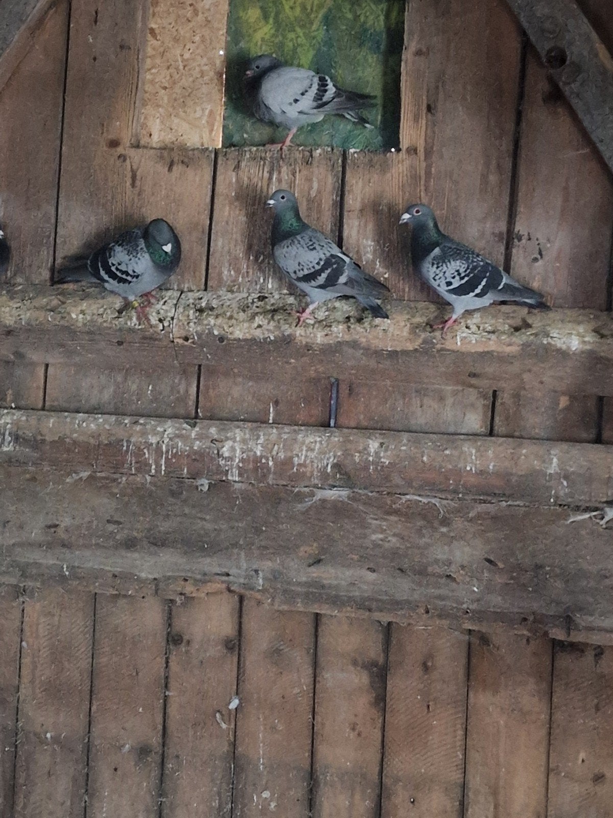 Duiven, Meerdere dieren