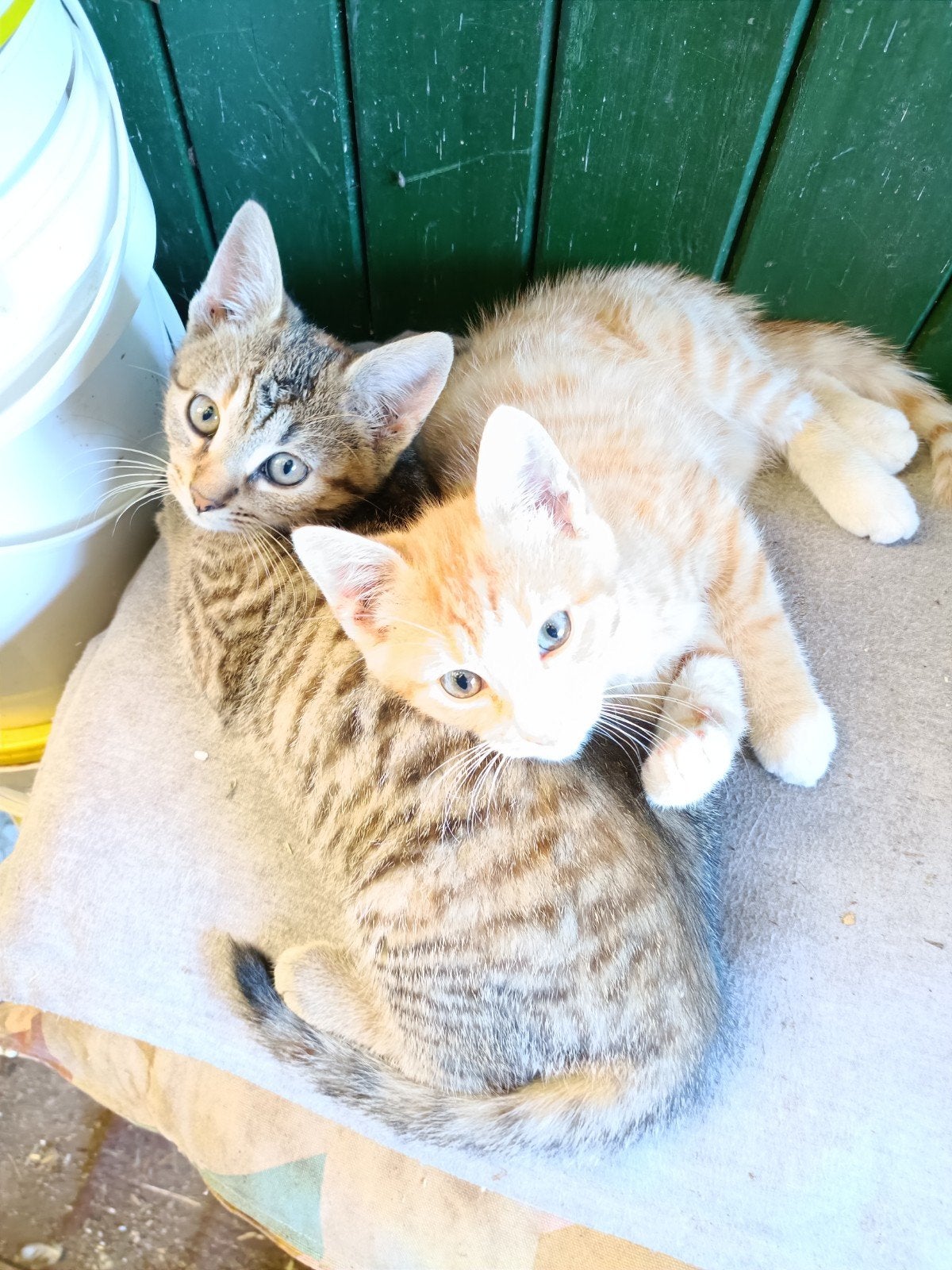Boerderij kittens, Meerdere dieren, Kortharig, 0 tot 2 jaar