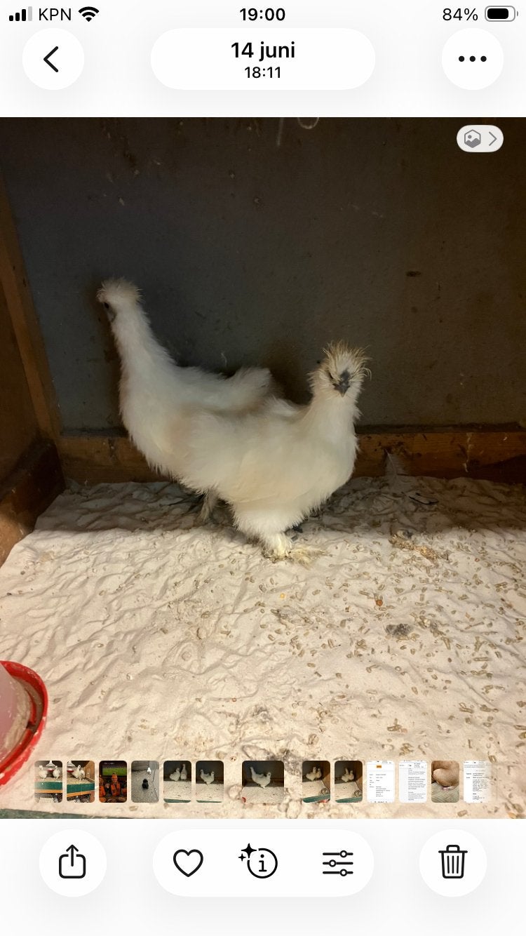 Zijdehoentjes, Dieren en Toebehoren, Pluimvee, Meerdere dieren, Kip