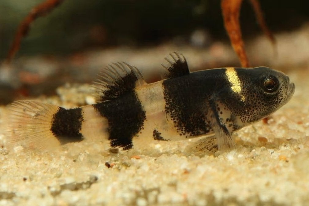 Bijtje - Brachygobius xanthozona - Koidream Valburg, Dieren en Toebehoren, Vis, Zoetwatervis