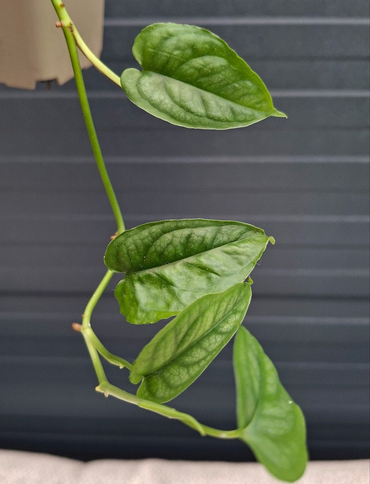 Monstera Siltepecana plantje, Huis en Inrichting, Ophalen