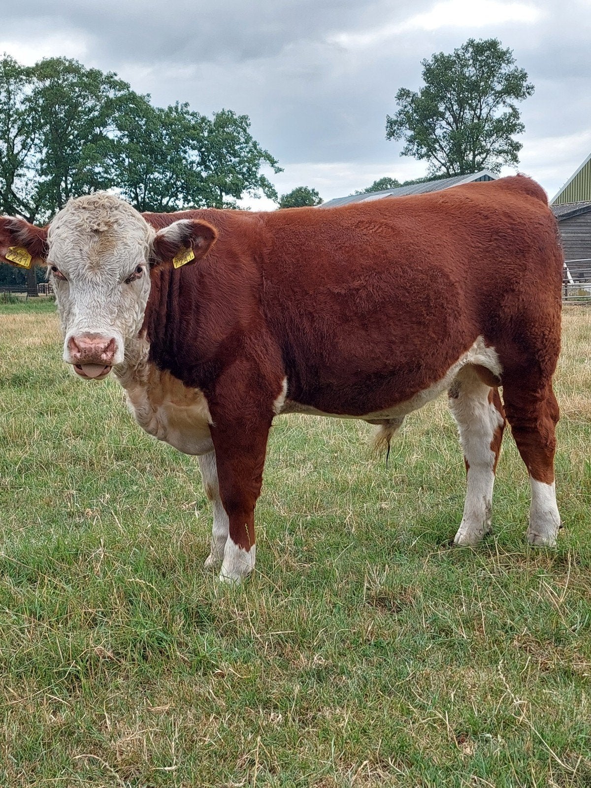 Jonge veelbelovende Hereford dekstier, Mannelijk