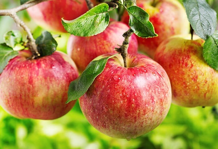appels en of peren gezocht, Tuin en Terras, Ophalen, Minder dan 100 cm, Overige soorten, Herfst