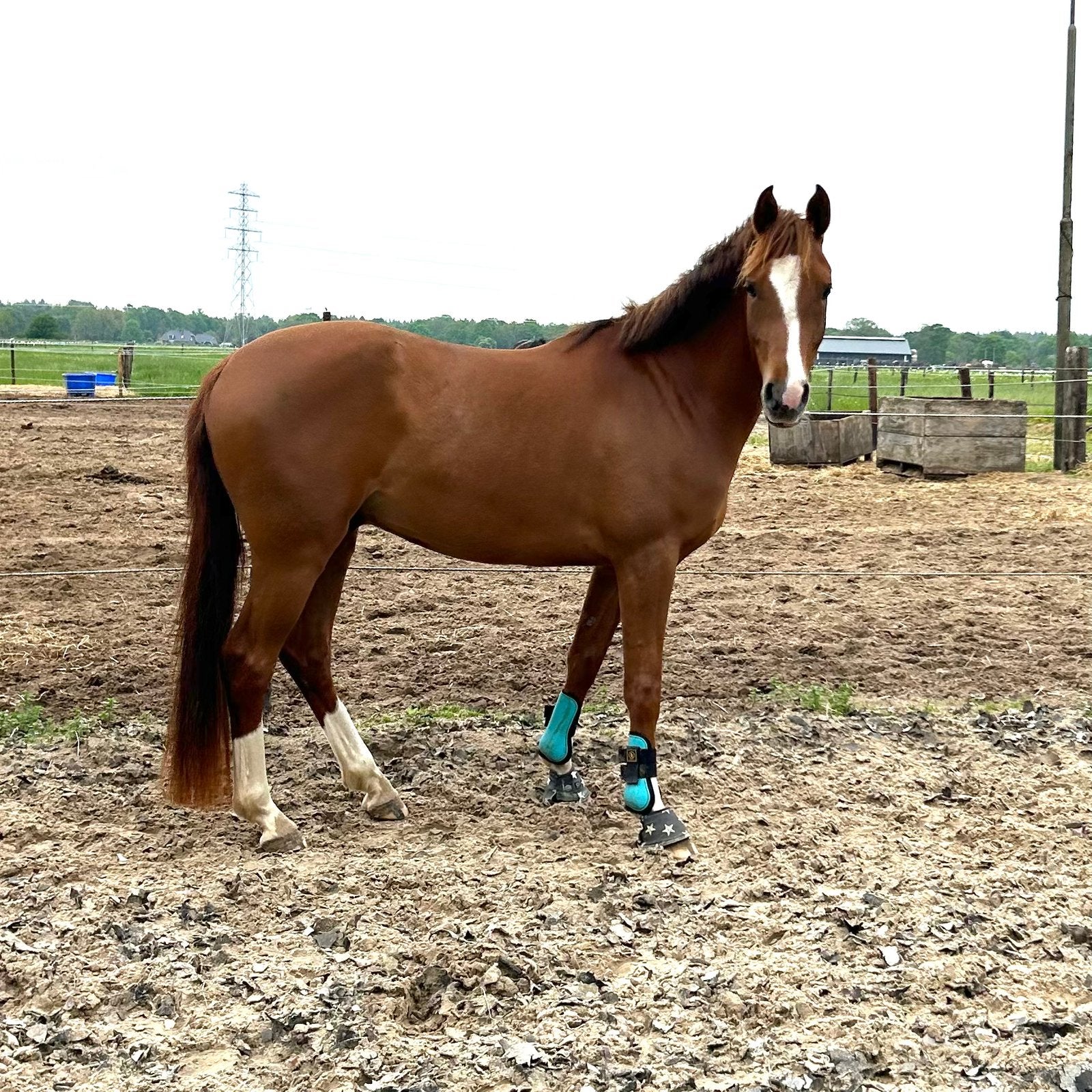 4-jarige D-pony 148 cm ruin, Ruin, 3 tot 6 jaar