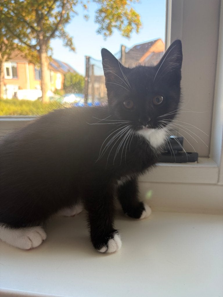 Kitten half britse korthaar 12 weken oud, Kater
