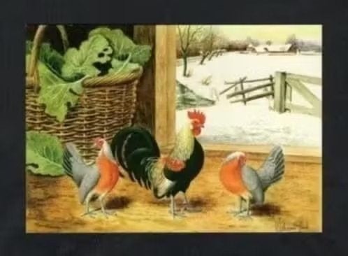 Pluimvee Kippen Hollandse Kriel Rood, Van Gink, Ophalen of Verzenden, 1980 tot heden, Ongelopen, Vogel