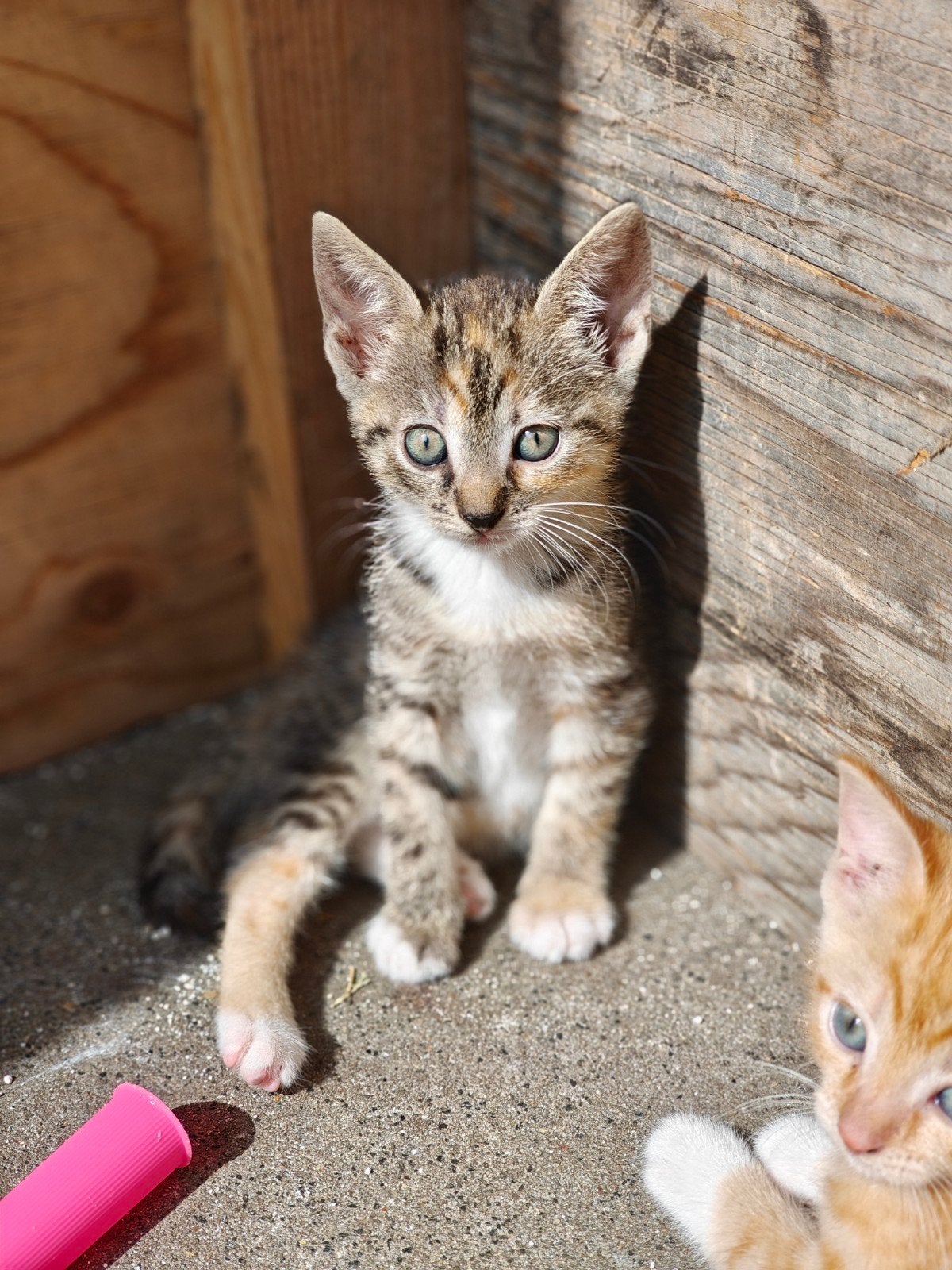 kitten te koop