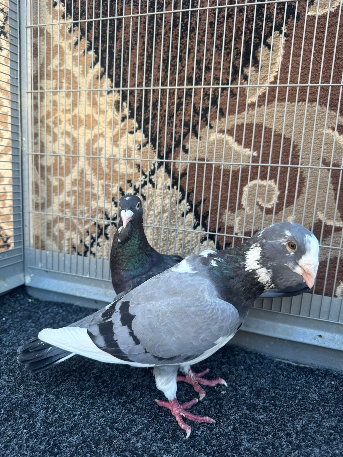 een mooie koppel duiven, Dieren en Toebehoren, Vogels | Duiven