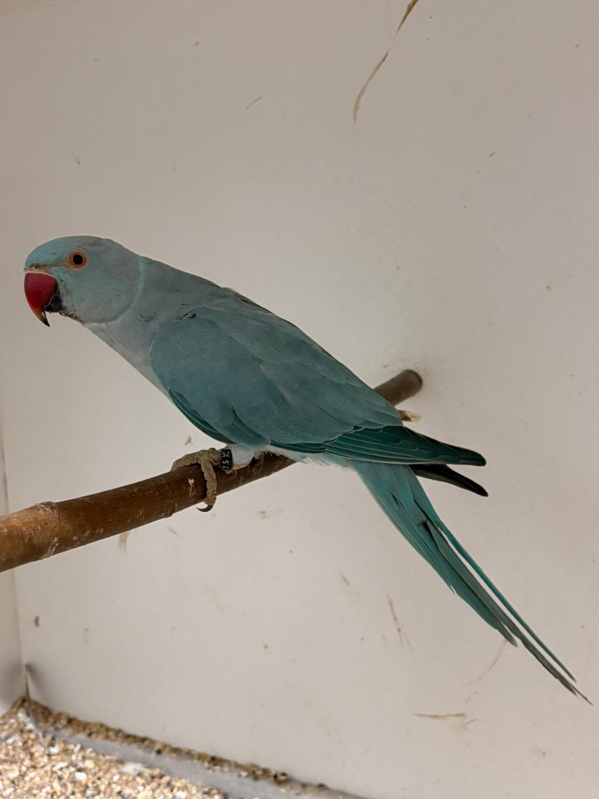Prachtige forse blauwe halsbandparkiet, Dieren en Toebehoren, Mannelijk, Parkiet, Geringd